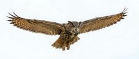 Eagle owl in flight with wings spread wide, isolated on white background, ready for design projects, educational materials, and wildlife compositions.