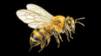 Detailed honey bee illustration isolated on transparent background, ready for t-shirt design, stickers, clipart, print on demand, and sublimation projects.