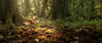 Young seedling sprouting from rich forest soil with sunlight filtering through tall trees in background, symbolizing growth and renewal in nature.