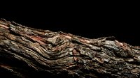 Weathered driftwood log with intricate natural grain patterns and textures isolated on black background for rustic design projects.