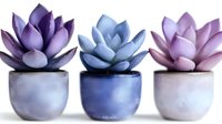 Three decorative succulent plants in ceramic pots with purple, blue and pink color scheme on white background for home decor and interior design projects.