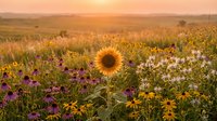 Single sunflower blooming in wildflower meadow at golden hour sunset with warm light illuminating prairie landscape and colorful flowers in natural field.