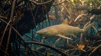 Shark swimming through underwater mangrove roots in tropical waters. Marine predator navigating dense root system in shallow coastal habitat for wildlife photography.