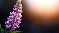 Purple lupine flower in bloom against blurred dark background with warm sunset glow, macro nature photography showing delicate petals and details.
