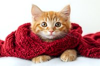 Adorable ginger kitten wrapped in cozy red knitted scarf looking at camera with bright eyes against white background, winter pet portrait concept.
