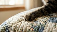 Cat paw resting on colorful patchwork quilt in sunny bedroom. Cozy domestic pet relaxation scene for home decor and lifestyle content.