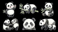 Cute panda bear clipart set with bamboo, isolated on transparent background. Six watercolor pandas for stickers, t-shirt design, print on demand, and sublimation.