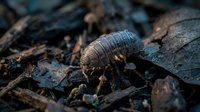 Armadillo foraging among fallen autumn leaves in natural forest habitat during golden hour light creating atmospheric wildlife photography scene.