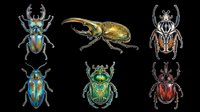Colorful exotic beetles collection isolated on transparent background, ready for t-shirt design, stickers, clipart, print on demand, and sublimation projects.