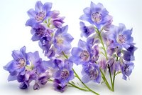 Delicate purple delphinium flowers in full bloom against soft white background, showcasing detailed petals and stamens. Elegant floral arrangement for spring designs.
