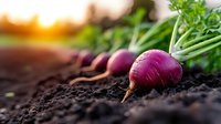 Fresh organic red beet growing in fertile soil at sunset. Close up view of beetroot vegetable with green tops in garden bed during harvest time.