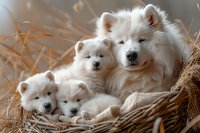 White Samoyed dog mother with three fluffy puppies resting in wicker basket on hay background, family portrait of purebred canines.