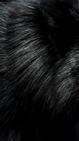 Close-up macro view of glossy black animal fur with natural texture and shine, showing individual hair strands and follicle patterns for luxury fashion design.