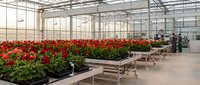 Commercial greenhouse interior with rows of vibrant red flowering plants on growing benches. Modern agricultural facility for plant cultivation and farming.