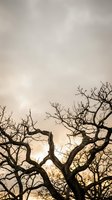 Bare tree branches silhouetted against moody overcast sky creating dramatic natural pattern for seasonal and atmospheric design projects.