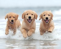 Three happy Golden Retriever puppies running and playing together in ocean waves at beach, splashing through water with joyful expressions, creating dynamic action scene.