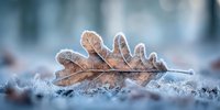 Frost-covered brown oak leaf on frozen ground in winter forest, showcasing delicate ice crystals along edges in soft blue morning light.
