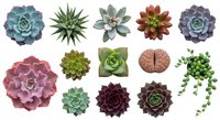 Collection of colorful succulent plants in various shapes and sizes isolated on white background for gardening and botanical design projects.