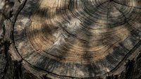 Tree rings showing growth patterns and age in cross section of felled timber, suitable for forestry, environmental, and educational materials.