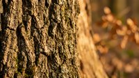 Detailed close-up of rough tree bark texture with natural brown patterns and deep grooves in warm sunlight creating organic background surface.