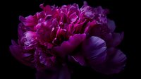 Dramatic magenta peony flower with lush petals against black background, creating elegant contrast for luxury floral design, wedding decoration, or fine art photography.