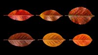 Autumn leaves in various stages of seasonal color change, isolated on transparent background. Ready for fall designs, t-shirt graphics, clipart collections, stickers, sublimation projects, and print-on-demand products.