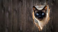 Siamese cat with striking blue eyes peering through wooden hole in rustic barn door, featuring distinctive dark facial markings and cream-colored fur for pet and animal themes.