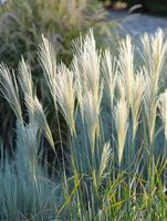 Delicate white pampas grass plumes sway against soft natural light, creating ethereal garden atmosphere. Green stems provide organic contrast to feathery textures.