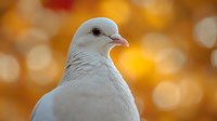 White dove portrait against warm autumn bokeh background, soft feathers and gentle expression captured in golden hour lighting creates peaceful nature scene.