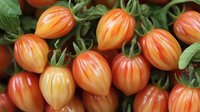 Fresh striped orange and yellow heirloom tomatoes with green stems and leaves, macro view showing natural pattern and texture of ripe garden produce.
