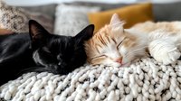 Two cats, black and cream colored, sleeping peacefully together on chunky knit blanket. Cozy home atmosphere with soft textiles and warm tones in background.