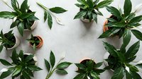 Flat lay of various green houseplants in terracotta and ceramic pots arranged in circle frame on white background for home decor and gardening concepts.