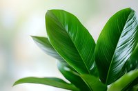 Fresh green tropical leaves with prominent veins against soft blurred background. Natural botanical macro photography showing lush foliage texture and patterns.