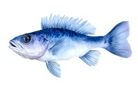 Blue watercolor fish with detailed scales and fins on white background, marine life illustration suitable for seafood restaurant menu design and ocean themes.