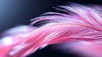 Delicate pink feather with soft flowing barbs creates ethereal movement against dark background, macro photography highlights intricate texture and gentle curves.