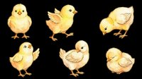 Cute yellow baby chicks in various poses, watercolor style, isolated on transparent background. Great for Easter clipart, stickers, t-shirt design, and print on demand.