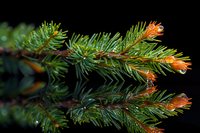 Fresh spruce branch with new growth orange buds reflecting on dark surface, perfect for seasonal nature and forestry themes.