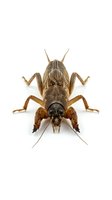 Brown cricket isolated on white background, top view. Suitable for educational materials, pest control, entomology, and nature design projects.