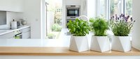 Fresh herbs basil chives lavender growing in white ceramic pots on wooden kitchen counter. Modern bright culinary garden for cooking and home decor.