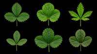 Six green strawberry leaves isolated on transparent background, ready for stickers, clipart, t-shirt design, print on demand, and sublimation projects.