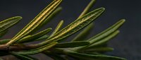 Rosemary herb sprigs with fresh green needles and golden stems on dark background for culinary and wellness content.