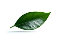 Fresh green leaf with water drops on white background, natural macro photography showing morning dew detail. Isolated botanical element for design use.