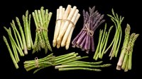 Isolated asparagus bundles in green, white, and purple varieties arranged on transparent background, ready for t-shirt designs, clipart, stickers, print-on-demand products, and sublimation projects.
