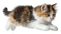 Adorable calico kitten with fluffy tricolor fur in white, orange and brown colors walking on white background, isolated cutout for design and commercial use.