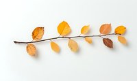 Autumn branch with yellow and orange leaves arranged in minimalist composition on white background, isolated botanical element for seasonal design.
