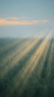 Golden sunlight streams through morning mist over a vast grain field, creating dramatic rays across ripening crops. Agricultural landscape ideal for farming, harvest, and nature themes.