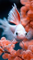 White and red tropical fish with flowing fins swimming near coral reef in underwater ocean environment.