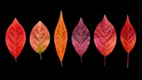 Six vibrant autumn leaves in red, orange, and burgundy tones, isolated on transparent background. Ready for T-shirts, stickers, sublimation, and print on demand designs.