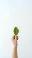 Hand holding fresh green leaf against white background symbolizing environmental awareness and sustainable living concepts.