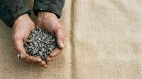 Male farmer or agricultural worker with fair complexion holding sunflower seeds in cupped hands over burlap fabric, representing harvest, farming, and sustainable agriculture practices.